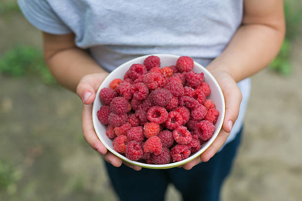 istock Dish with a raspberries in a child hands 547028520