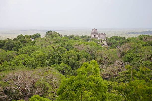 istock Tikal National Park Jungle 547028542