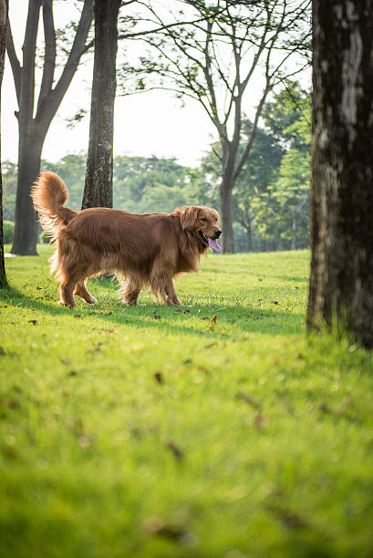 istock The golden retriever for a walk on the grass 547029466