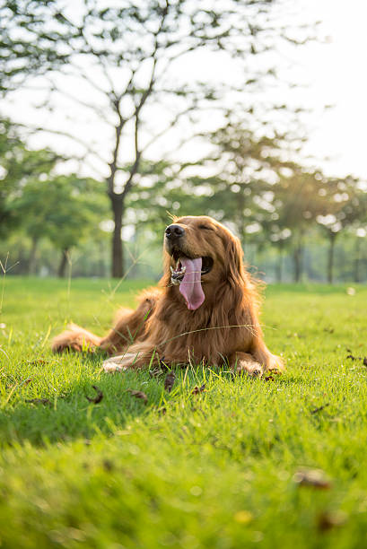 istock The golden retriever lying on the grass 547029670