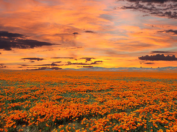 Idaho Sunset