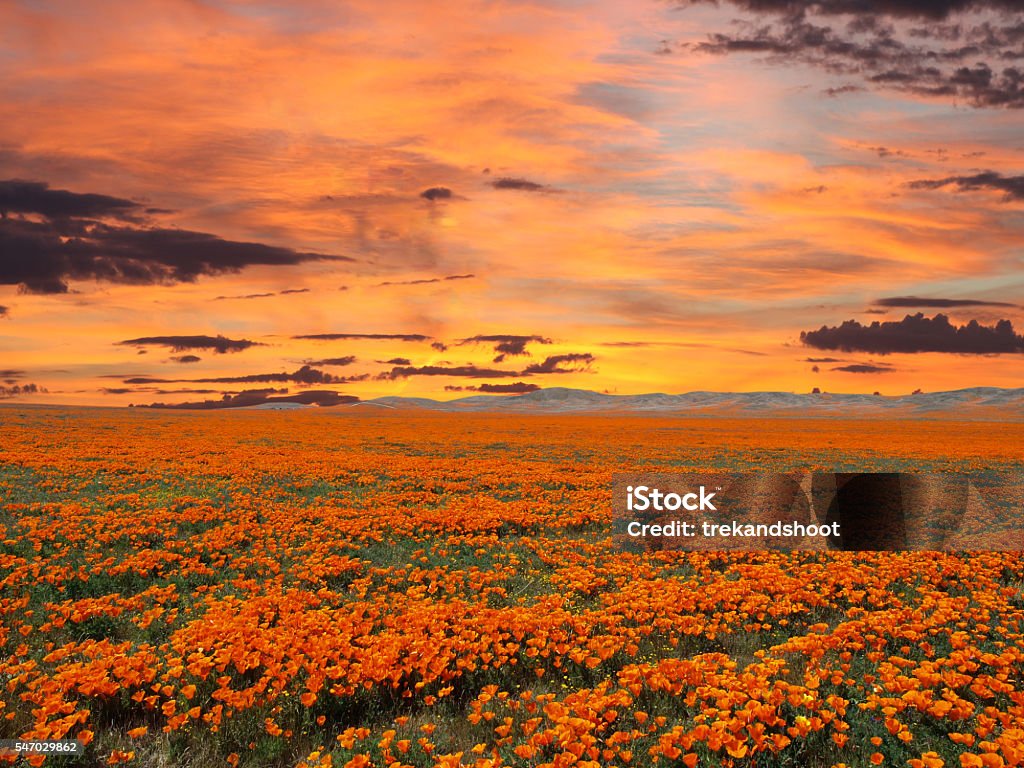 California Poppy Field With Sunrise Sky California poppy field with sunrise sky. Flower Stock Photo