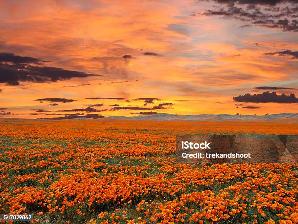 California Poppy Field With Sunrise Sky Stock Photo - Download Image Now - Flower, Orange Color, California