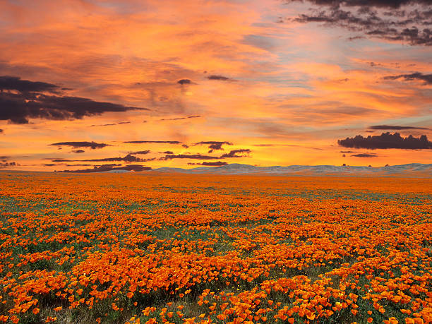 калифорнийское маковое поле с восходом солнца - field poppy single flower flower стоковые фото и изображения