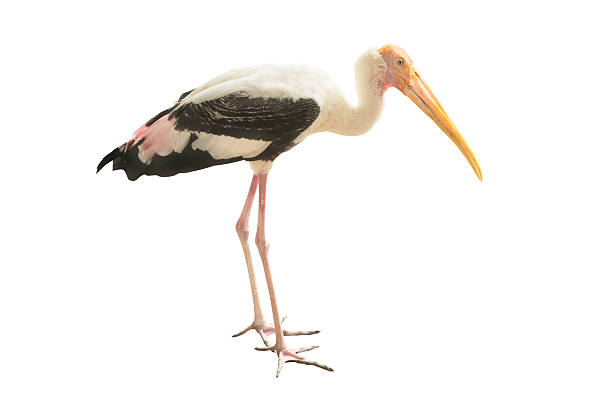 istock Yellow billed stork bird isolated 547030630