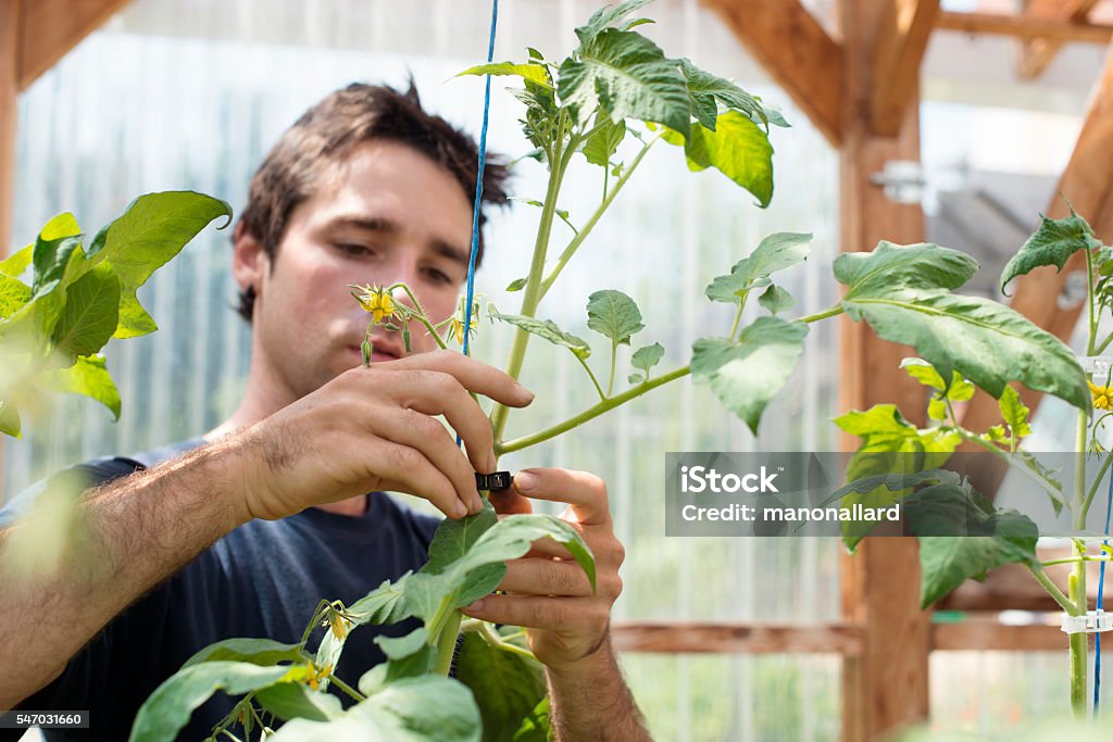 Young men adult attaching tomato plant to a blue cord Young men adult attaching tomato plant with a plastic ring to a blue cord so that they grow well. He is very concentrate on his job. The photo was taken in daylight in a small greenhouse. He is around 24-25 years old. He has brown hair. He is wearing a blue t-shirt. The photo is taken in Montreal, Quebec Canada Greenhouse Stock Photo