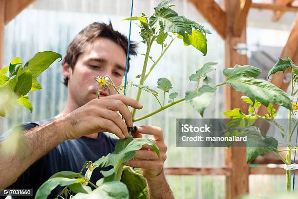Young Men Adult Attaching Tomato Plant To A Blue Cord Stock Photo - Download Image Now