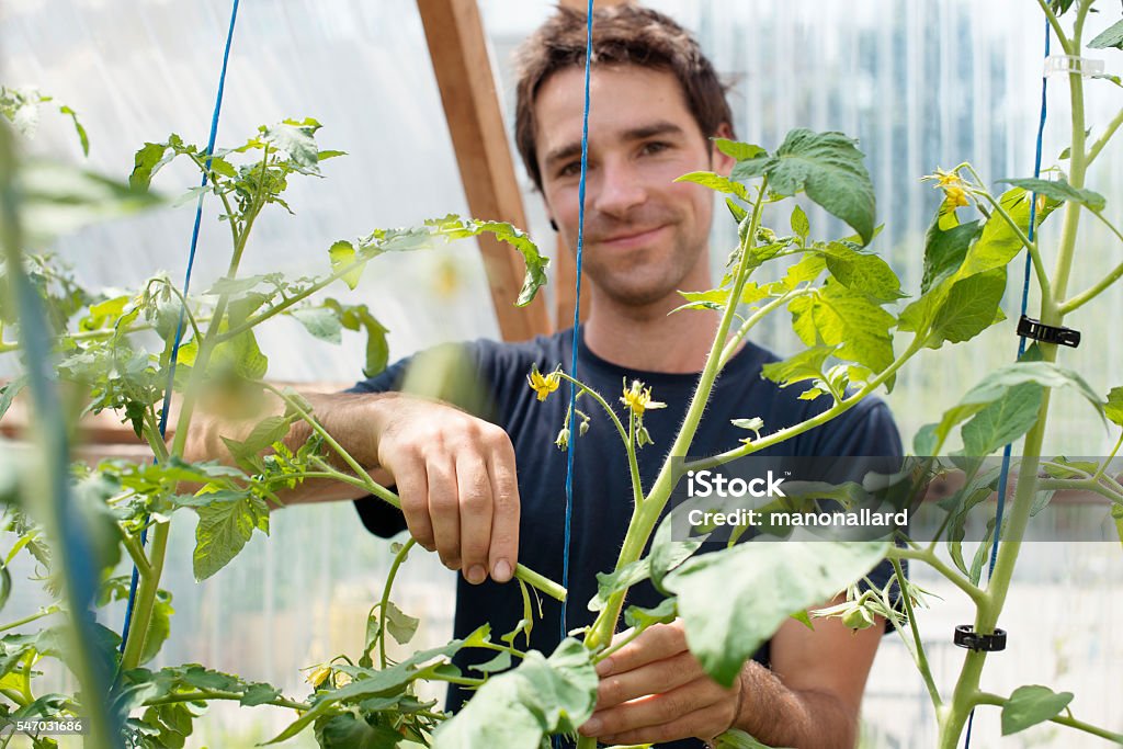 Young men adult pinch and remove suckers on tomato plant Young men adult pinch and remove suckers that develop in the crotch joint of two branches. He is happy and smiling. The photo was taken in daylight in a small greenhouse. He is around 24-25 years old. He has brown hair. He is wearing a blue t-shirt. The photo is taken in Montreal, Quebec Canada Tomato Stock Photo