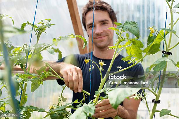 Young Men Adult Pinch And Remove Suckers On Tomato Plant Stock Photo - Download Image Now
