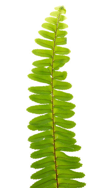 istock Close up frond leaf fern isolated on white background 547032894