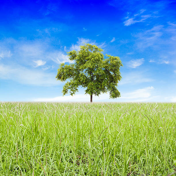 istock Tree in green field and blue sky 547033130