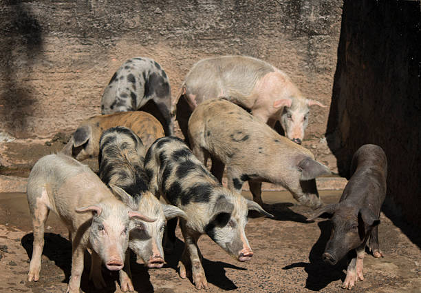 istock Pig - Hick pigs in the sty 547033194