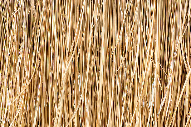 istock Close up yellow straw wall texture background 547033628