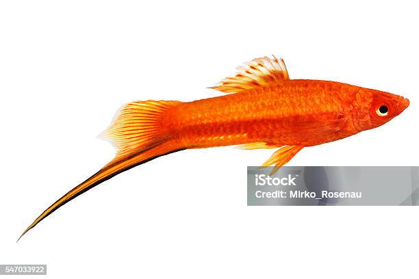 Red Green Swordtail Female Xiphophorus Helleri Aquarium Fish Isolated Stock Photo - Download Image Now