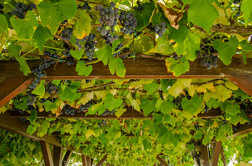 grapes on the vine covering a trellis.