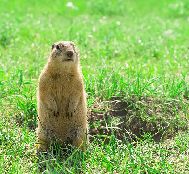 Photo of Gopher standing and starring near the burrow on meadow