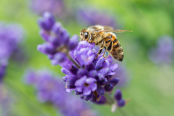 zbliżenie pszczoły na kwiat lawendy - awe fly flower pollen zdjęcia i obrazy z banku zdjęć