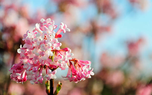 istock Pink flower in the garden 547035906