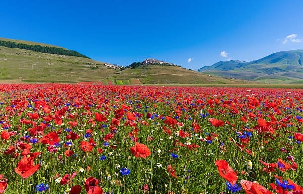istock Castelluccio di Norcia 2016 (Umbria, Italy) 547035976