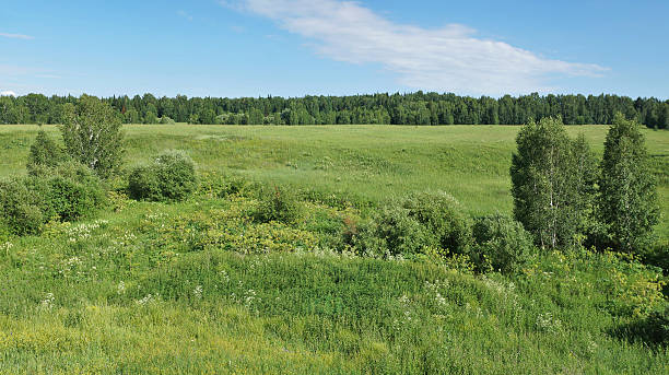 istock Summer landscape with a wide meadow and remote woods 547036476