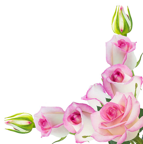 istock Beautiful pink rose rose with leaves isolated on white. 547036616