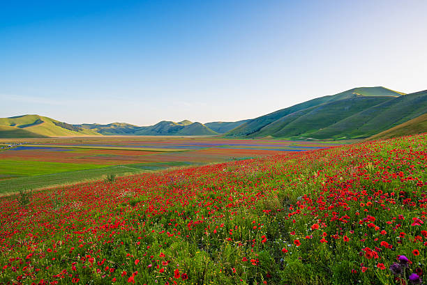 istock Castelluccio di Norcia 2016 (Umbria, Italy) 547036630