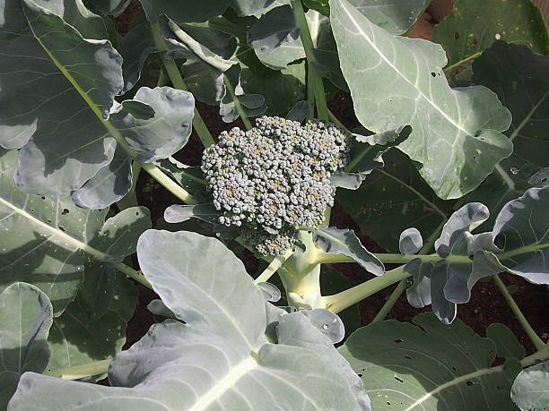 Cauliflower Cauliflower during early development of an edible fruit formal garden flower bed gardening vegetable garden stock pictures, royalty-free photos & images