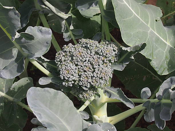 Cauliflower Cauliflower during early development of an edible fruit formal garden flower bed gardening vegetable garden stock pictures, royalty-free photos & images