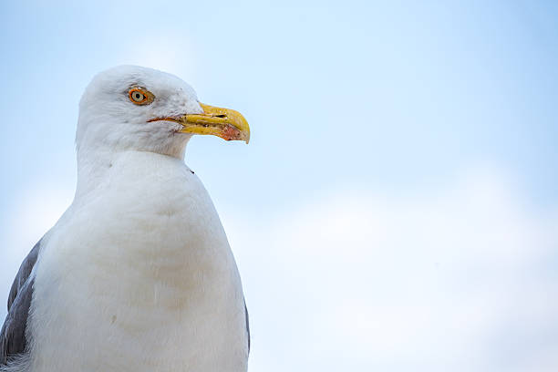 istock Seagull in Rome, Italy 547038312
