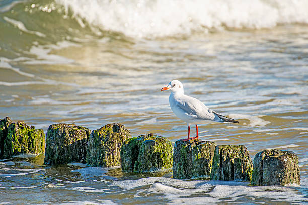 Black-headed gull on groynes in the Baltic Sea