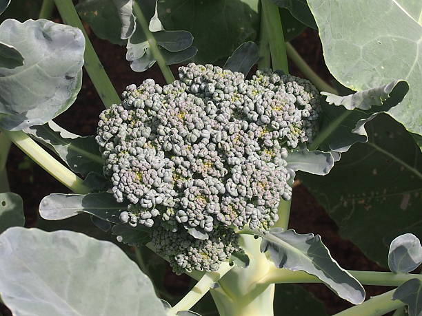 Cauliflower Cauliflower during early development of an edible fruit formal garden flower bed gardening vegetable garden stock pictures, royalty-free photos & images