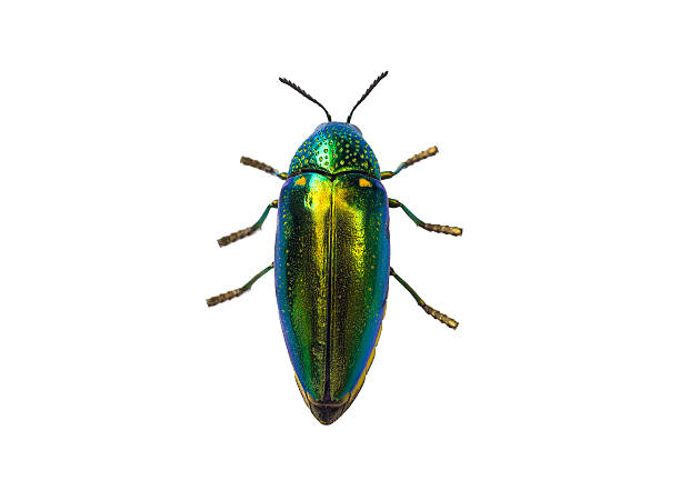istock metallic wood-boring beetle isolated on white background. 547038720