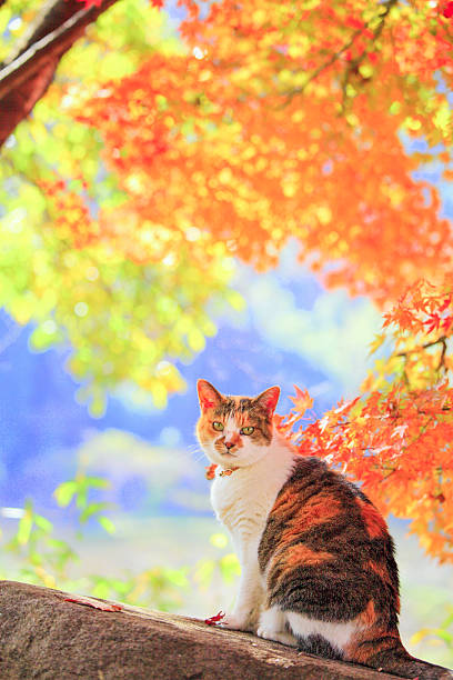 The cute tortoiseshell cat which enjoys autumn colors