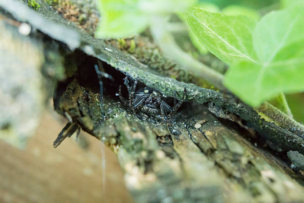 istock Closeup of big fat black spider couching on a prey 547038908