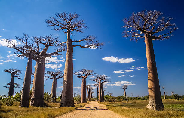 Baobab Avenue stock photo