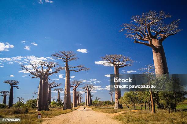 Baobab Avenue Stock Photo - Download Image Now - Baobab Tree, Morondava, Forest