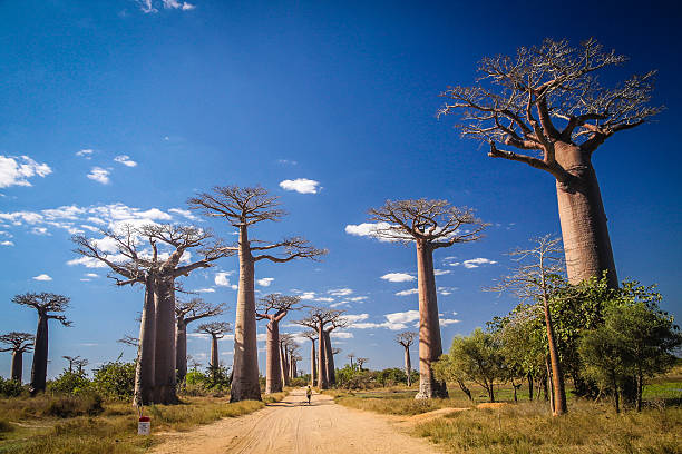 baobab avenue - madagaskar bildbanksfoton och bilder