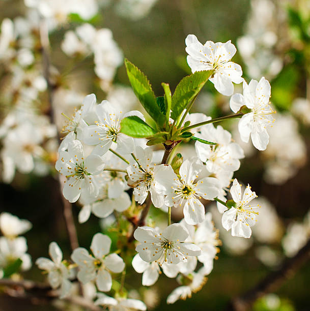 istock closed up of cherry blossom 547040400