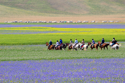 Castelluccio, Italy - July 9, 2015: Group of horse riders riding on Wheat and flower field. View from above on the surface of the fields in red, yellow, blue and green colors.