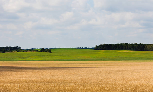 istock agricultural field landscape 547042574