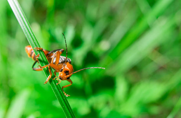 istock Macro of the orange black bug looking to the camera 547042778