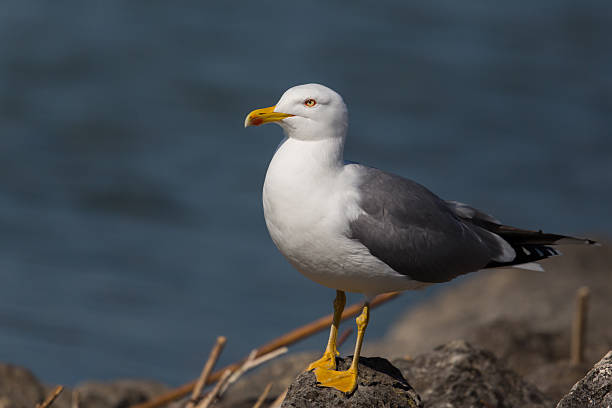 istock Portrait of yellow-legged gull (Larus michahellis) 547043040