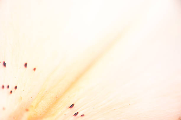 istock The texture of the petals beige 547043180