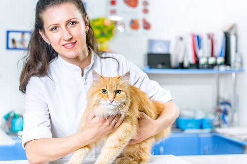 Fluffy red cat is on a veterinary inspection. The cat sitting on a exam table. Attractive woman veterinarian holding the red cat. She is looking at the camera. Shooting in the veterinary clinic