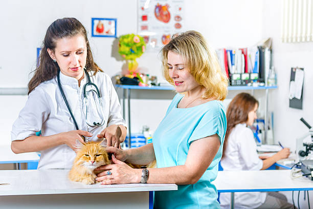 istock Feline Patient On Examination By Veterinarian 547045234