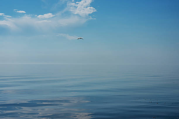 scène tranquille de la surface de verre de la mer baltique et de la mouette - tranquill scene photos et images de collection