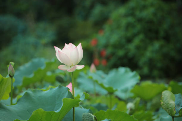 istock the Lotus on the lake 547046252