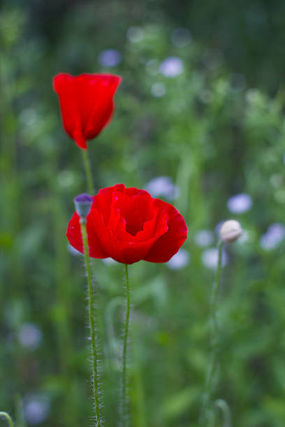 istock Red poppy flowers with bud in field 547047004