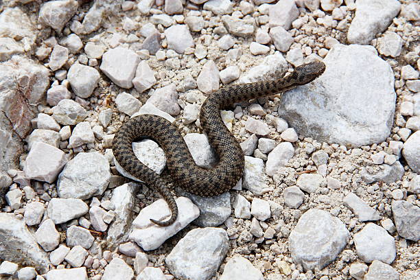 aspic viper (vipera aspis) entlang einer wandertrai - viper stock-fotos und bilder