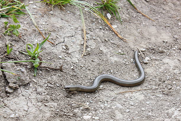 istock Slow Worm (Orbettino) along an Italian hiking trail 547047610